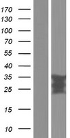 RGS4 Protein - Western validation with an anti-DDK antibody * L: Control HEK293 lysate R: Over-expression lysate