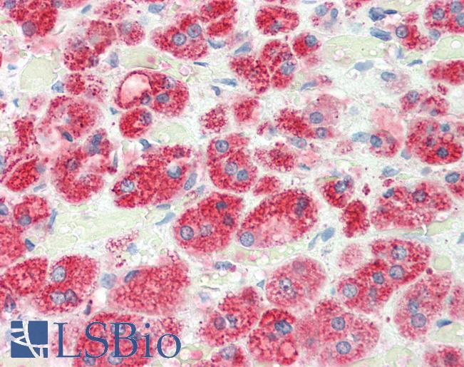 RGS5 Antibody - Anti-RGS5 antibody IHC staining of human adrenal. Immunohistochemistry of formalin-fixed, paraffin-embedded tissue after heat-induced antigen retrieval. Antibody concentration 5 ug/ml.  This image was taken for the unconjugated form of this product. Other forms have not been tested.