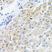 RGS5 Antibody - Immunohistochemistry of paraffin-embedded human liver tissue.