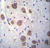 RGS7 Antibody - RGS7 Antibody immunohistochemistry of formalin-fixed and paraffin-embedded human brain tissue followed by peroxidase-conjugated secondary antibody and DAB staining.