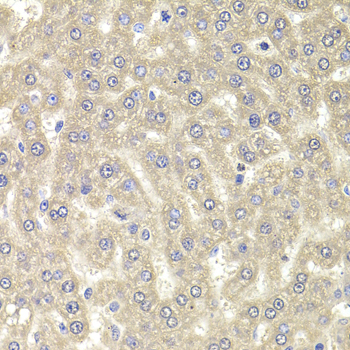 RGS7 Antibody - Immunohistochemistry of paraffin-embedded rat liver tissue.