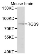 RGS9 Antibody - Western blot analysis of extracts of mouse brain cells.