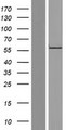 RGS9 Protein - Western validation with an anti-DDK antibody * L: Control HEK293 lysate R: Over-expression lysate