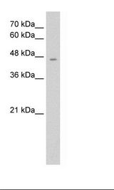 RHAG Antibody - HepG2 Cell Lysate.  This image was taken for the unconjugated form of this product. Other forms have not been tested.