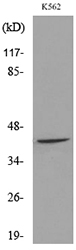 RHAG Antibody - Western blot analysis of lysate from K562 cells, using RHAG Antibody.