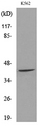 RHAG Antibody - Western blot analysis of lysate from K562 cells, using RHAG Antibody.