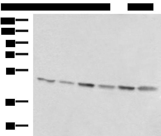 RHAG Antibody - Western blot analysis of 293T K562 and HepG2 cell lysates  using RHAG Polyclonal Antibody at dilution of 1:1600