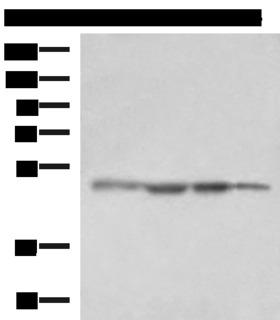 RHAG Antibody - Western blot analysis of HepG2 cell Human fetal liver tissue K562 cell NIH/3T3 cell lysates  using RHAG Polyclonal Antibody at dilution of 1:1600