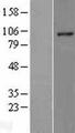 RHBDF2 Protein - Western validation with an anti-DDK antibody * L: Control HEK293 lysate R: Over-expression lysate
