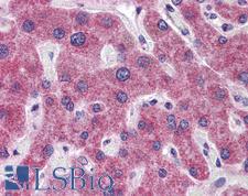 RHBG Antibody - Anti-RHBG antibody IHC of human liver. Immunohistochemistry of formalin-fixed, paraffin-embedded tissue after heat-induced antigen retrieval. Antibody concentration 5 ug/ml.  This image was taken for the unconjugated form of this product. Other forms have not been tested.