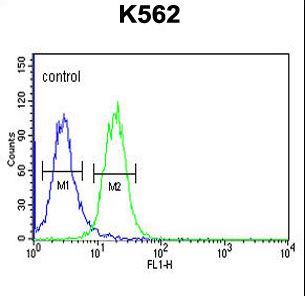 RHBG Antibody - RHBG Antibody flow cytometry of K562 cells (right histogram) compared to a negative control cell (left histogram). FITC-conjugated goat-anti-rabbit secondary antibodies were used for the analysis.