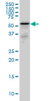 RHCG Antibody - RHCG monoclonal antibody (M06), clone 5A4 Western blot of RHCG expression in PC-12.