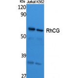 RHCG Antibody - Western blot of RhCG antibody