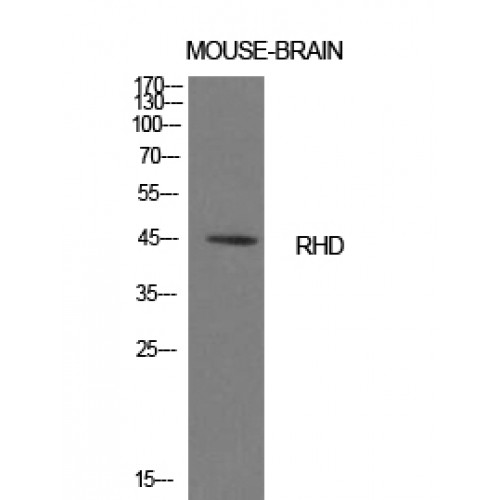 RHD Antibody - Western blot of CD240d antibody