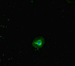RHD Antibody - Immunofluorescent analysis of A549 cells diluted at 1:100 and Alexa Fluor 488-congugated AffiniPure Goat Anti-Rabbit IgG(H+L)
