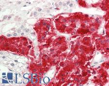 RHEB Antibody - Human Adrenal: Formalin-Fixed, Paraffin-Embedded (FFPE).  This image was taken for the unconjugated form of this product. Other forms have not been tested.