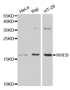 RHEB Antibody - Western blot analysis of extracts of various cell lines, using RHEB antibody at 1:1000 dilution. The secondary antibody used was an HRP Goat Anti-Rabbit IgG (H+L) at 1:10000 dilution. Lysates were loaded 25ug per lane and 3% nonfat dry milk in TBST was used for blocking.
