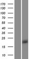 RHEB Protein - Western validation with an anti-DDK antibody * L: Control HEK293 lysate R: Over-expression lysate