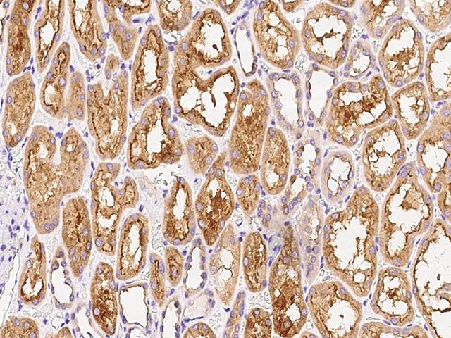 RHEBL1 Antibody - Immunochemical staining of human RHEBL1 in human kidney with rabbit polyclonal antibody at 1:300 dilution, formalin-fixed paraffin embedded sections.