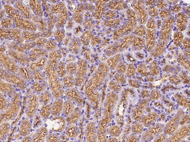 RHEBL1 Antibody - Immunochemical staining of human RHEBL1 in mouse kidney with rabbit polyclonal antibody at 1:300 dilution, formalin-fixed paraffin embedded sections.