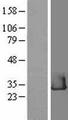 RHEBL1 Protein - Western validation with an anti-DDK antibody * L: Control HEK293 lysate R: Over-expression lysate