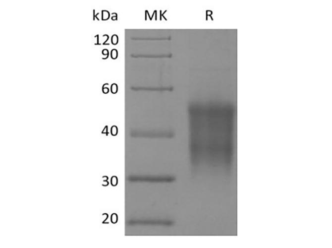 CD47 Protein - Recombinant Rhesus Macaque CD47/IAP/OA3 (N-6His-Flag)