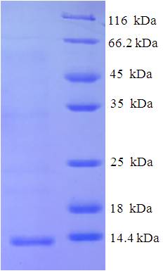 CXCL10 / IP-10 Protein