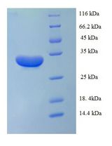 IL1A / IL-1 Alpha Protein