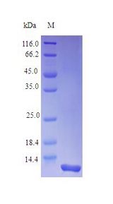 IL8 / Interleukin 8 Protein