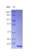 IL8 / Interleukin 8 Protein