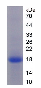 TNF Alpha Protein - Recombinant Tumor Necrosis Factor Alpha By SDS-PAGE