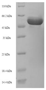 lpsL Protein - (Tris-Glycine gel) Discontinuous SDS-PAGE (reduced) with 5% enrichment gel and 15% separation gel.