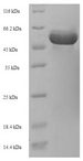 lpsL Protein - (Tris-Glycine gel) Discontinuous SDS-PAGE (reduced) with 5% enrichment gel and 15% separation gel.