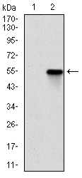 Rho Kinase / ROCK1 Antibody - Western blot using ROCK1 monoclonal antibody against HEK293 (1) and ROCK1 (AA: 403-610)-hIgGFc transfected HEK293 (2) cell lysate.
