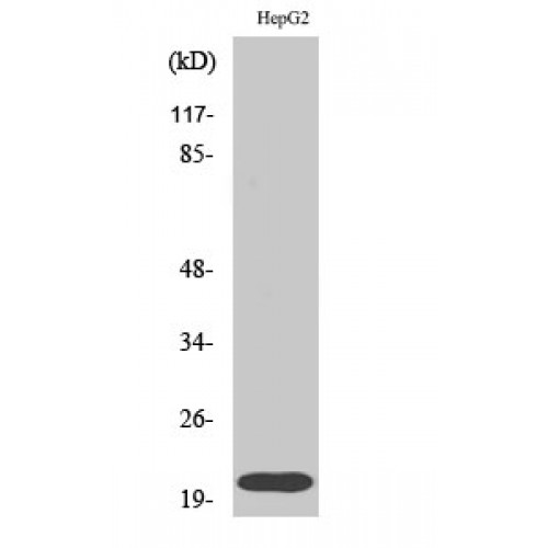 RHOA Antibody - Western blot of Rho A antibody