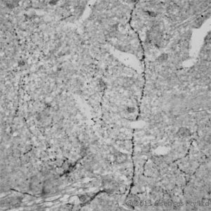 RHOA Antibody - Rabbit antibody to RhoA (100-150). IHC on rat brain (paraffin sections) using Rabbit antibody to RhoA at a concentration of 15 ug/ml, incubated overnight and developed with DAB Ni.