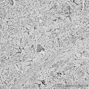 RHOA Antibody - Rabbit antibody to RhoA (100-150). IHC on rat brain (paraffin sections) using Rabbit antibody to RhoA at a concentration of 15 ug/ml, incubated overnight and developed with DAB Ni.