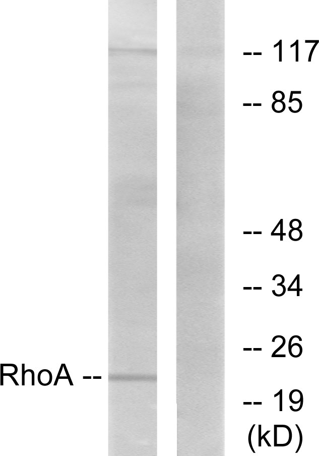 RHOA Antibody - Western blot analysis of lysates from HepG2 cells, using RhoA Antibody. The lane on the right is blocked with the synthesized peptide.
