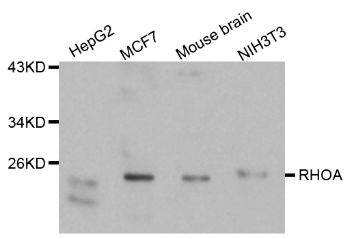 RHOA Antibody - Western blot analysis of extracts of various cell lines, using RHOA antibody.