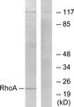 RHOA Antibody - Western blot analysis of extracts from HepG2 cells, using RhoA (Ab-188) antibody.