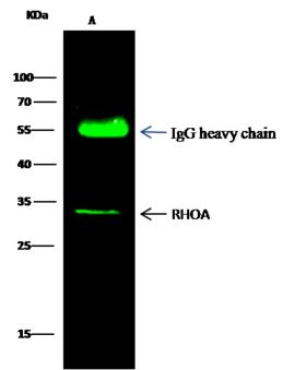RHOA Antibody - RHOA was immunoprecipitated using: Lane A: 0.5 mg MCF-7 Whole Cell Lysate. 2 uL anti-RHOA rabbit polyclonal antibody and 15 ul of 50% Protein G agarose. Primary antibody: Anti-RHOA rabbit polyclonal antibody, at 1:200 dilution. Secondary antibody: Dylight 800-labeled antibody to rabbit IgG (H+L), at 1:5000 dilution. Developed using the odssey technique. Performed under reducing conditions. Predicted band size: 21 kDa. Observed band size: 21 kDa.