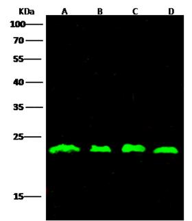 RHOA Antibody - Anti-RHOA rabbit polyclonal antibody at 1:500 dilution. Lane A: HL60 Whole Cell Lysate. Lane B: MCF7 Whole Cell Lysate. Lane C: HeLa Whole Cell Lysate. Lane D: SKBR3 Whole Cell Lysate. Lysates/proteins at 30 ug per lane. Secondary: Goat Anti-Rabbit IgG H&L (Dylight800) at 1/10000 dilution. Developed using the Odyssey technique. Performed under reducing conditions. Predicted band size: 22 kDa. Observed band size: 18 kDa.