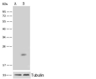 RHOA Antibody - Anti-RHOA rabbit polyclonal antibody at 1:500 dilution. Lane A: RHOA konckout Hela Whole Cell Lysate. Lane B: Hela Whole Cell Lysate. Lysates/proteins at 20 ug per lane. Secondary: Goat Anti-Rabbit IgG (H+L)/HRP at 1/10000 dilution. Developed using the ECL technique. Performed under reducing conditions. Predicted band size: 21 kDa. Observed band size: 21 kDa.