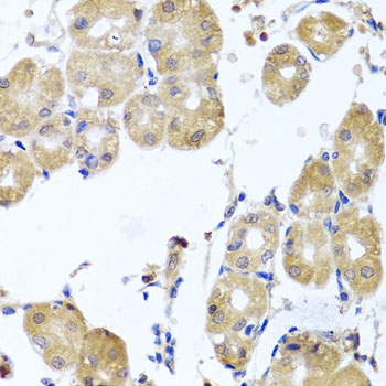 RHOB Antibody - Immunohistochemistry of paraffin-embedded human stomach tissue.