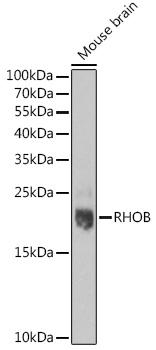 RHOB Antibody - Western blot analysis of extracts of Mouse brain using RHOB Polyclonal Antibody at dilution of 1:1000.