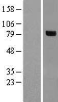RHOBTB1 Protein - Western validation with an anti-DDK antibody * L: Control HEK293 lysate R: Over-expression lysate