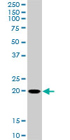 RHOC Antibody - RHOC monoclonal antibody (M01), clone 2E12. Western Blot analysis of RHOC expression in NIH/3T3.