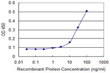 RHOC Antibody - Detection limit for recombinant GST tagged RHOC is approximately 3 ng/ml as a capture antibody.