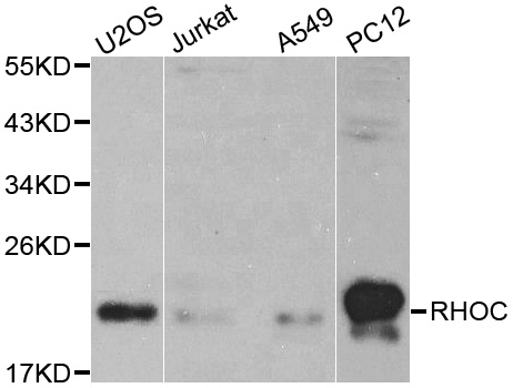 RHOC Antibody - Western blot analysis of extracts of various cell lines, using RHOC antibody. The secondary antibody used was an HRP Goat Anti-Rabbit IgG (H+L) at 1:10000 dilution. Lysates were loaded 25ug per lane and 3% nonfat dry milk in TBST was used for blocking.