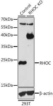 RHOC Antibody - Western blot analysis of extracts from normal (control) and RHOC knockout (KO) 293T cells, using RHOC antibodyat 1:1000 dilution. The secondary antibody used was an HRP Goat Anti-Mouse IgG (H+L) at 1:10000 dilution. Lysates were loaded 25ug per lane and 3% nonfat dry milk in TBST was used for blocking. An ECL Kit was used for detection and the exposure time was 300s.